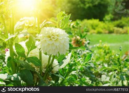 White dahlia on a bed in the sun.