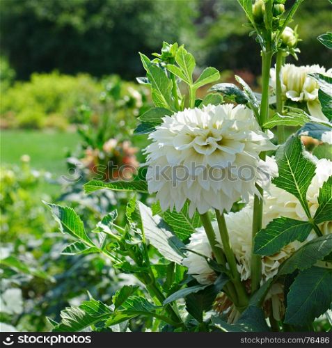 White dahlia on flowerbed at beautiful summer park. Focus on the flower.