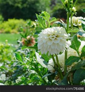 White dahlia on flowerbed at beautiful summer park. Focus on the flower.
