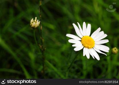 White daisies against the background green grass