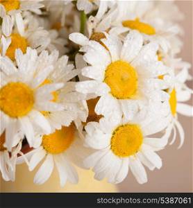 White daisies in vase with waterdrops close up
