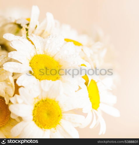 White daisies in vase with waterdrops closeup