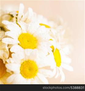 White daisies in vase with waterdrops closeup