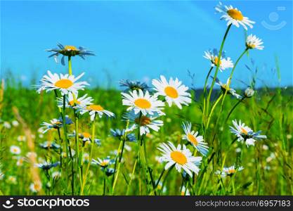 White daisies lawn on blue sky background. Summer field of white flowers. Beautiful landscape with daisies in the sunlight. . White daisies lawn on blue sky background