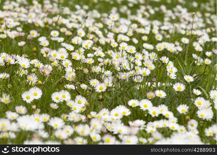 white daisies on a green meadow