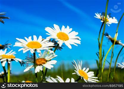 White daisies on blue sky background. White daisies on blue sky background. Beautiful landscape with daisies in the sunlight. Summer field of white flowers.