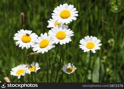 White daisies on bright summer day.