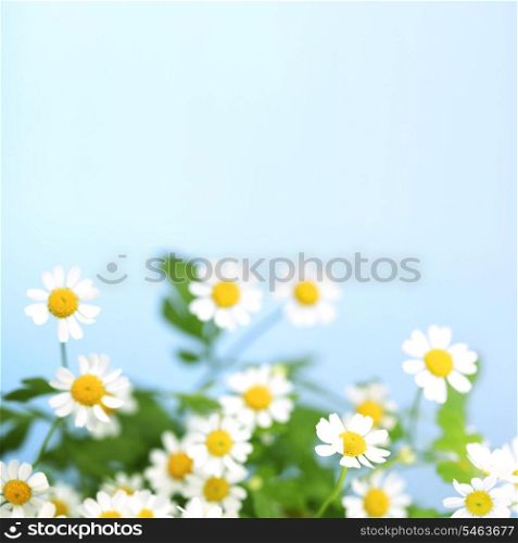 White daisies over blue sky background