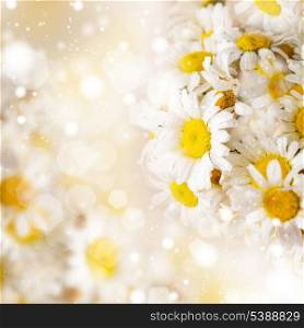 White daisies over defocused background for spring design