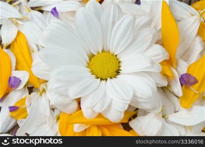 white daisy and yellow sunflower