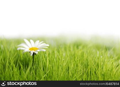 White daisy flower in green grass. White daisy flower in green grass isolated on white background