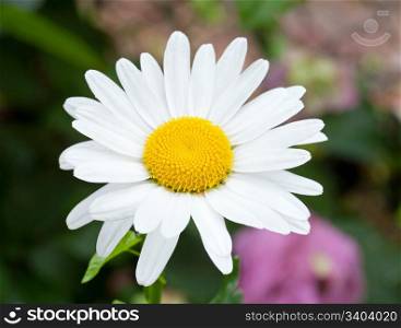 White daisy flower on flowerbed background