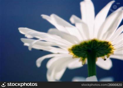 White daisy flower photographed from underneath