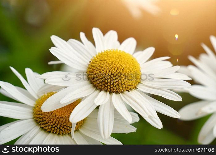 white daisy flower plant in summer in the nature, daisies in the garden