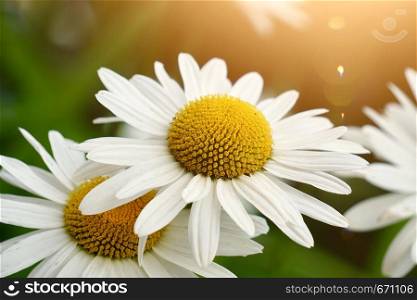 white daisy flower plant in summer in the nature, daisies in the garden