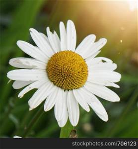white daisy flower plant in the garden in sumer, daisies in the nature