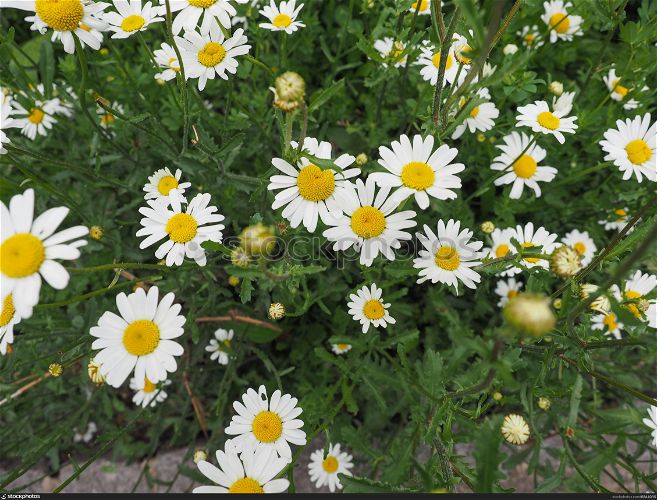 white daisy flower. white daisy (Bellis Perennis) aka Common daisy or Lawn daisy or English daisy flower bloom