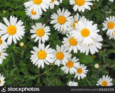 white daisy flower. white daisy (Bellis Perennis) aka Common daisy or Lawn daisy or English daisy flower bloom