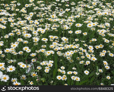 white daisy flower. white daisy (Bellis Perennis) aka Common daisy or Lawn daisy or English daisy flower bloom