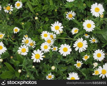 white daisy flower. white daisy (Bellis Perennis) aka Common daisy or Lawn daisy or English daisy flower bloom