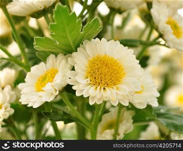 white daisy flowers , close up