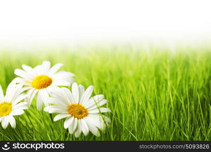 White daisy flowers in green grass isolated on white background