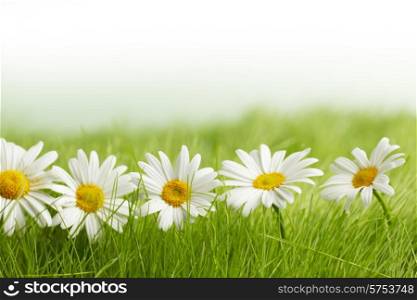 White daisy flowers in green grass isolated on white background
