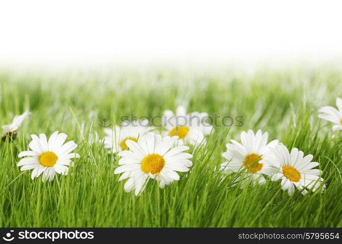 White daisy flowers in green grass isolated on white background. White daisy flowers in green grass