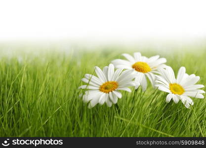 White daisy flowers in green grass isolated on white background