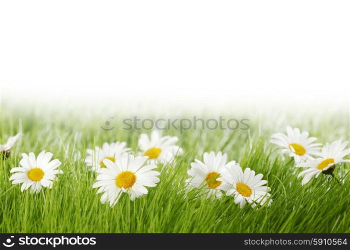 White daisy flowers in green grass isolated on white background