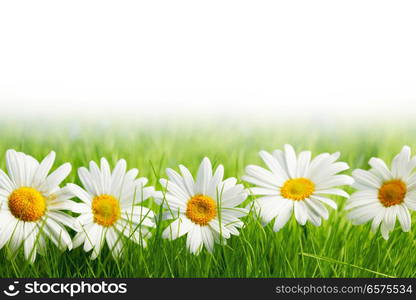 White daisy flowers in green grass isolated on white background