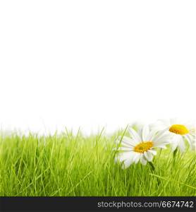White daisy flowers in green grass isolated on white background. White daisy flowers in green grass