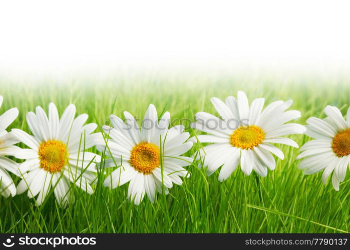 White daisy flowers in green grass isolated on white background