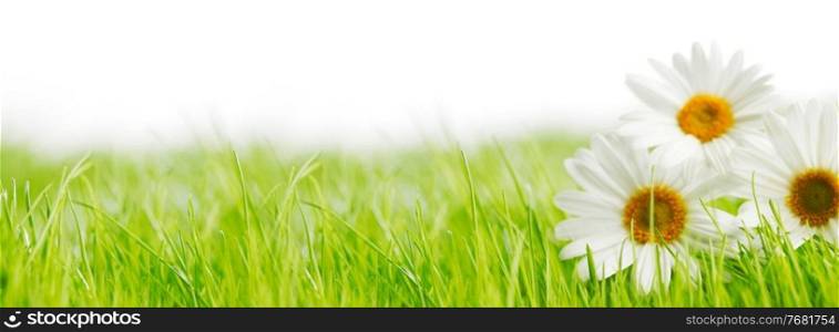 White daisy flowers in green grass isolated on white background, copy space for text. White daisy flowers in green grass