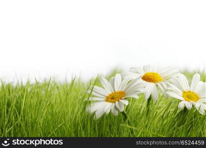 White daisy flowers in green grass. White daisy flowers in green grass isolated on white background