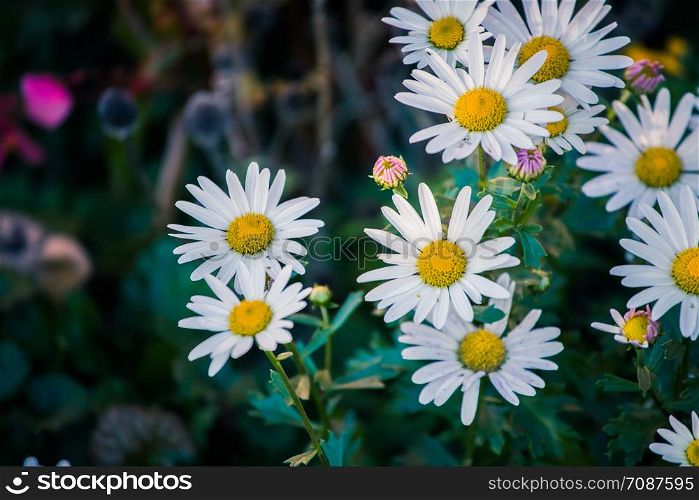 White daisy flowers in spring time, close up picture