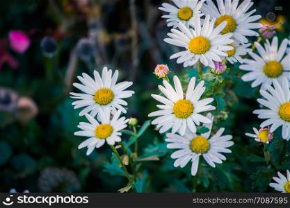 White daisy flowers in spring time, close up picture