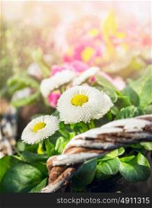 White daisy flowers on sunny spring garden background