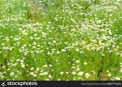 White daisy in spring meadow. Flower background