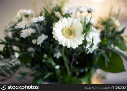 White daisy in vase close-up, spring interior wirth various green leaves and blurred background colorful close-up. White daisy in vase close-up, spring interior wirth various green leaves and blurred background colorful