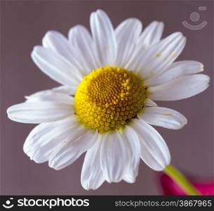 White daisy standing over lite brown background, horizontal image