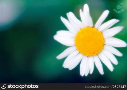 White daisy-type flower