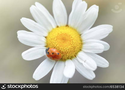 White daisy with ladybug. White daisy with ladybug on petal, macro shot