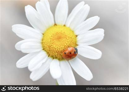 White daisy with ladybug. White daisy with red ladybug on petal, macro shot