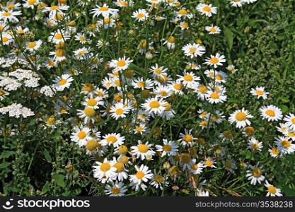 white daisywheels on green field