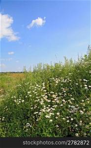 white daisywheels on summer field