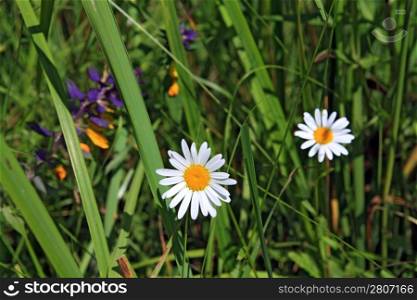 white daisywheels on vegetable background