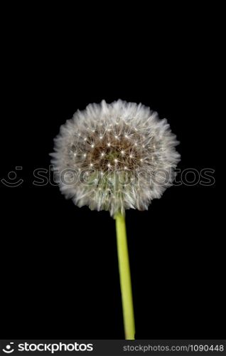 White Dandelion flower on black background