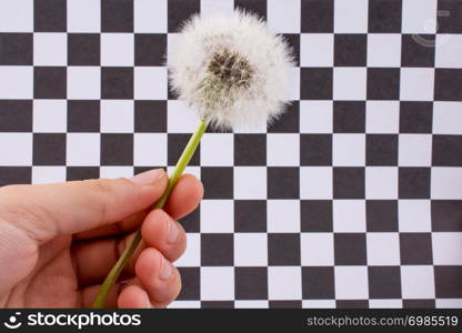 White Dandelion flower on checked background