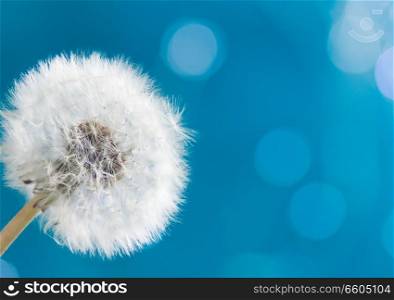 White dandelion head bloeball on blue background. White dandelion on blue